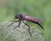 Neoitamus sp.